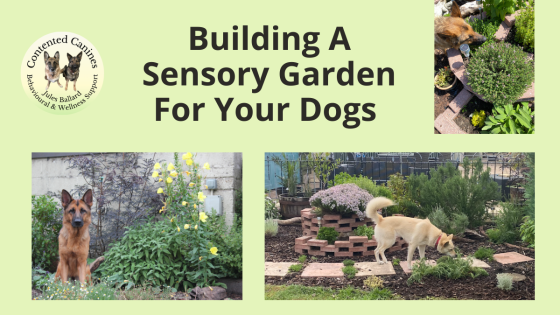Building a Sensory Garden For Your Dogs