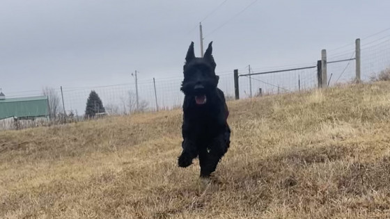 Recall - Why is it so important