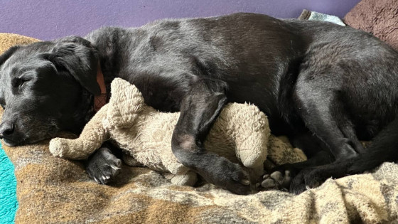 Navigating the Path with Fearful Dogs: A Compassionate Approach