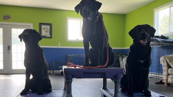 A Guide to Dog Training: Harnessing the Power of Different Learning Approaches