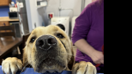 What is a replacement behavior????