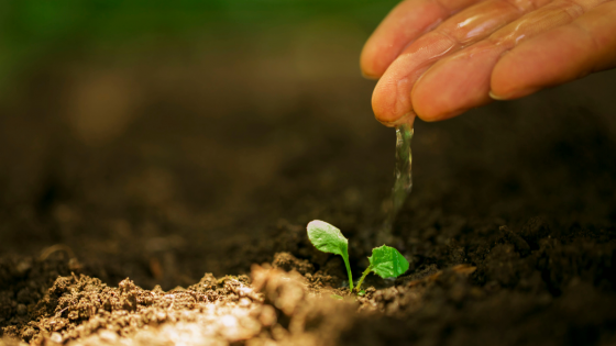 What Seeds Are You Watering?