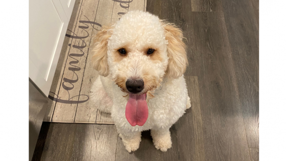 I wanted to hit my dog ....