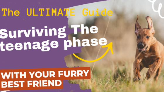 The Ultimate Guide to Surviving the Teenage Phase with your Furry Best Friend