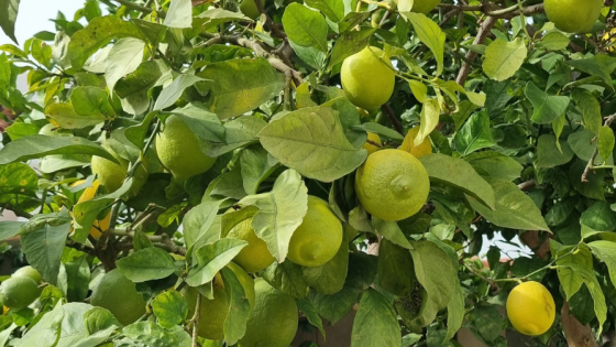 Mellan citronträd och hav – min vardag på Casa Limones i Nerja