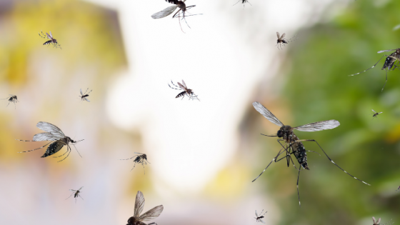 Business Storytelling and Mosquitoes: Insights from Our Sleepless Nights in Portugal: 