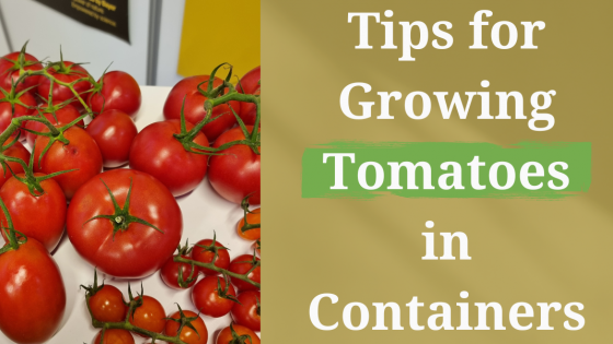 Tips for Growing Tomatoes in Containers: A Flavorful Guide to Success