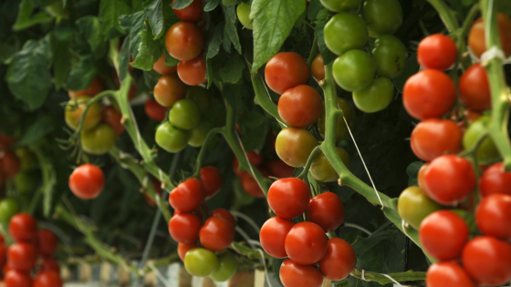 How to Grow Delicious Tomatoes in Kratky Hydroponics