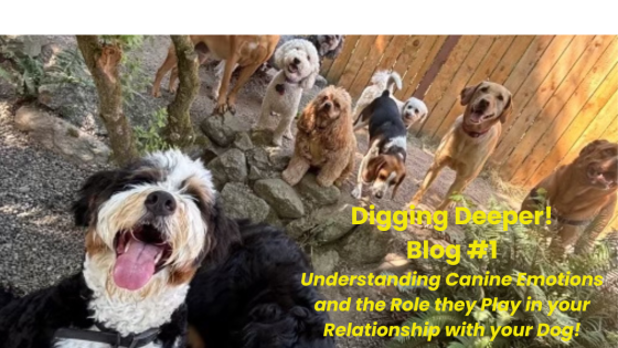 Understanding Canine Emotions: The Heart of the Human-Dog Bond