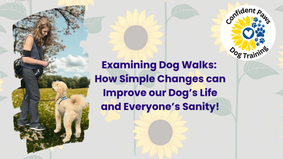 Rethinking Dog Walks: From Daily Chore to Daily Connection