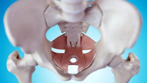 Understanding The Core and Pelvic Floor