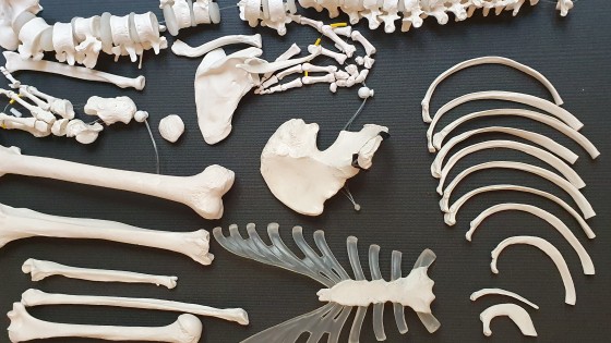 Fascinerad av kroppen