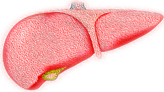 No Matter Your Health Troubles: Always  Put Bile Flow First