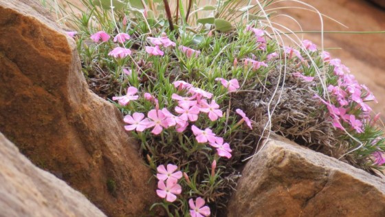 What Does it Really Mean To Be Resilient?