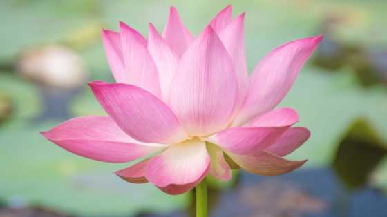 Calm the Nervous System & Find Balance: Stress Management and Mindfulness