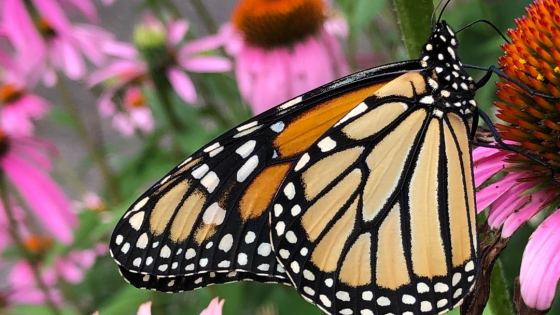 Healing Through Loss: A Journey of Growth and Resilience
