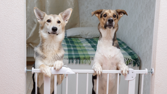 The Miracle of Management - A Game Changer for Reactive Dogs