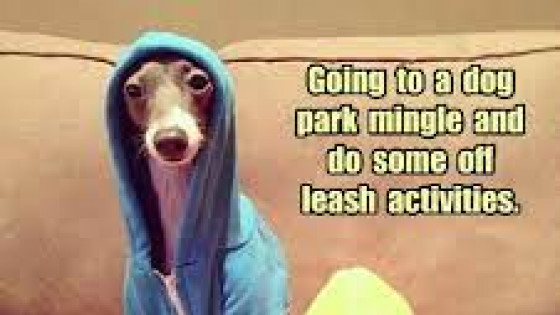 Why is my dog suddenly aggressive or naughty? 5 reasons why…