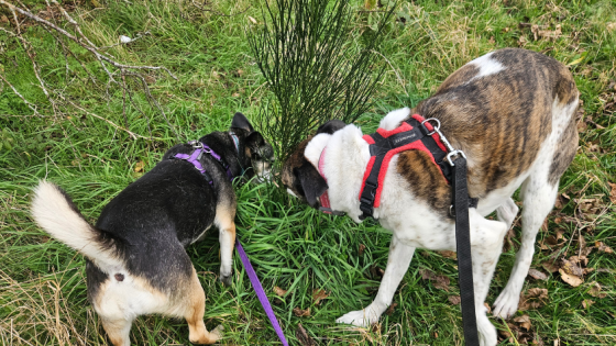 Do Harnesses Cause Dogs to Pull More?