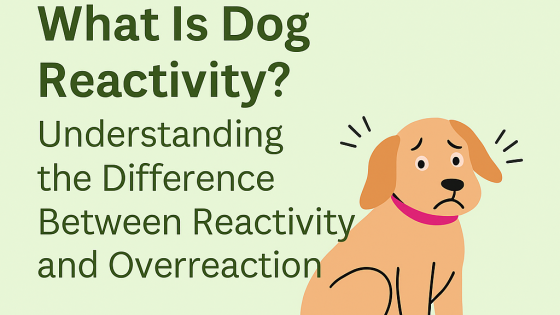 What Is Dog Reactivity? Understanding the Difference Between Reactivity and Overreaction