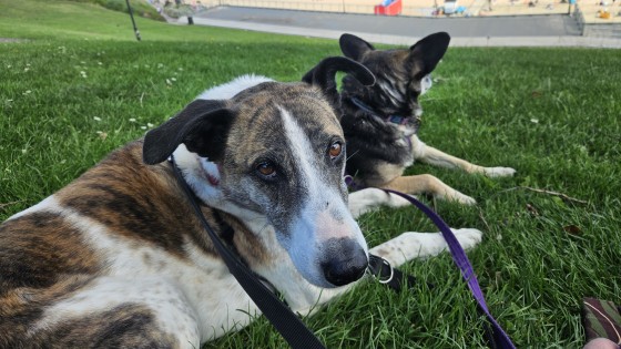 Not Broken, Just Different: Why Your Dog Reacts When Others Don’t