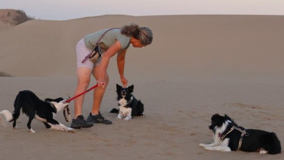 Safety First, Learning Second – Why Calm Dogs Learn Best