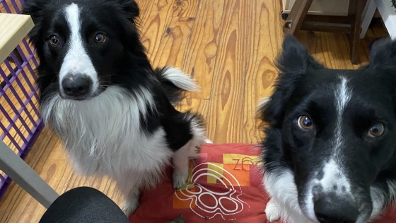 How to stop dog jealousy between dogs even if it looks aggressive