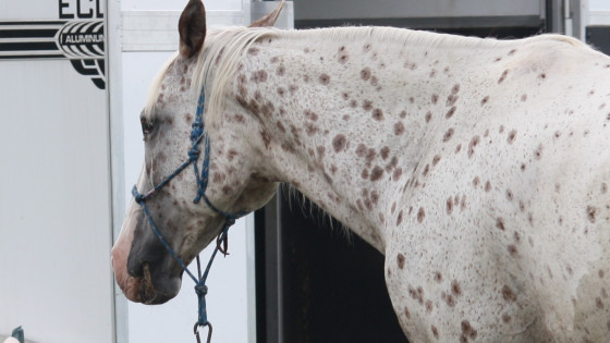 How Do I Get My Horse to Respect Me