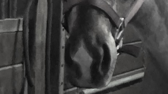 How Do I Get My Horse To Do What I Want