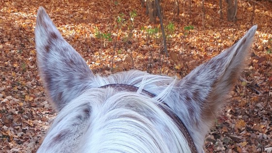 How Do I Get a Good Connection with my Horse