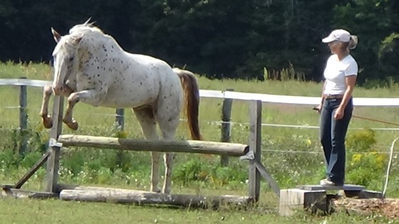 How To Choose A Trainer for My Horse