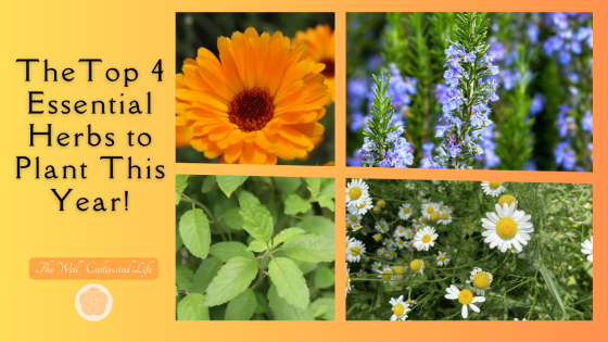 The Top 4 Essential Herbs to Plant This Year