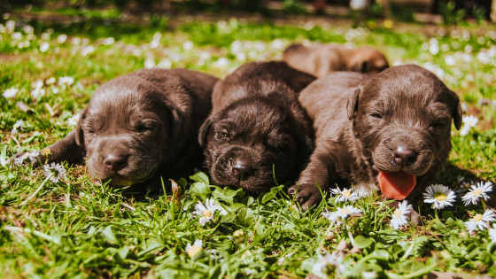 How To Potty Train a Puppy