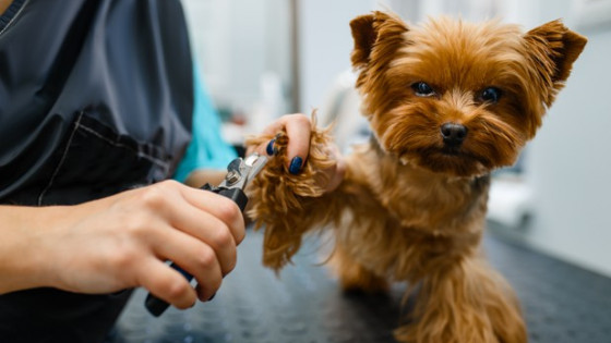 Cutting your pups nails