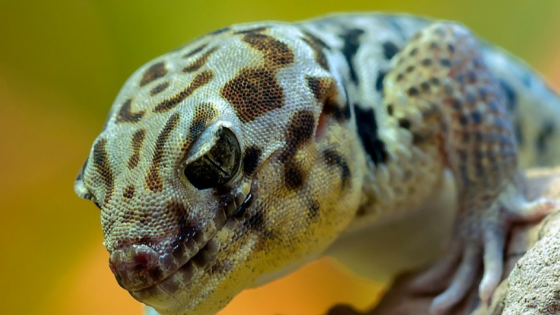 A Time For Joy And Playfulness