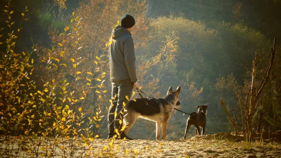 From Judging Dogs To Understanding Them - Labels