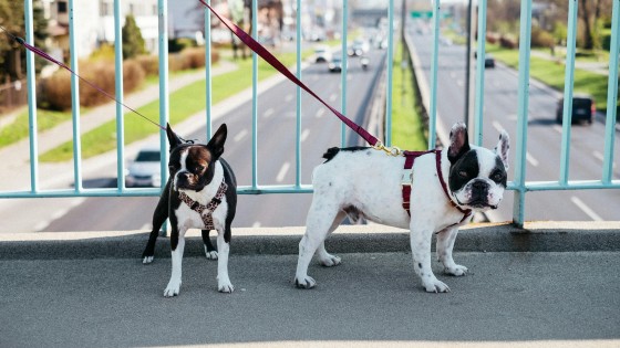 The real problem: Your dog wasn't built for your lifestyle