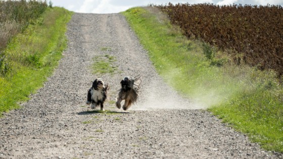 Training your dog vs living with your dog (they're not the same)