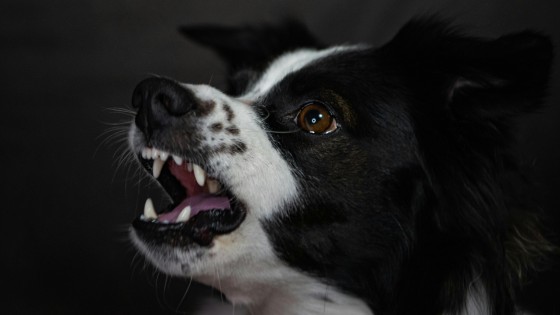 What if your dog never "gets better"?