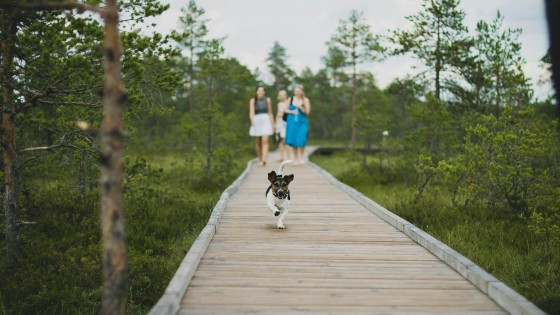The difference between reacting and responding with your dog