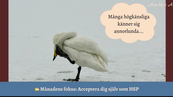 Månadens fokus februari: Acceptera dig själv som HSP