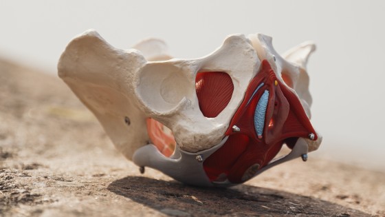 Lantionpohjan lihasten harjoittelu raskausaikana: vahvista ja valmistaudu synnytykseen