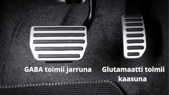 Glutamaatti ja GABA – aivojen kaasu ja jarru