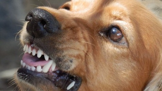 What Is Reactivity in Dogs? Understanding the Causes and What It Really Means