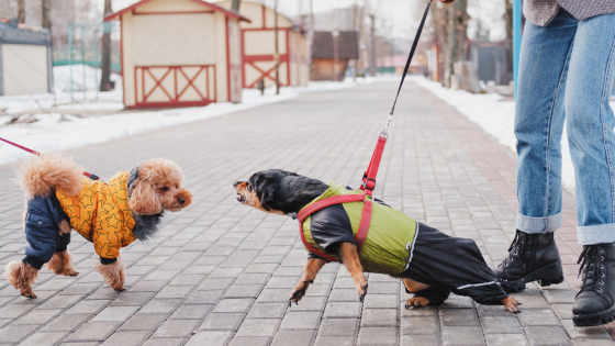 Reactive Dogs Are Not Aggressive: Understanding Dog to Dog Reactivity