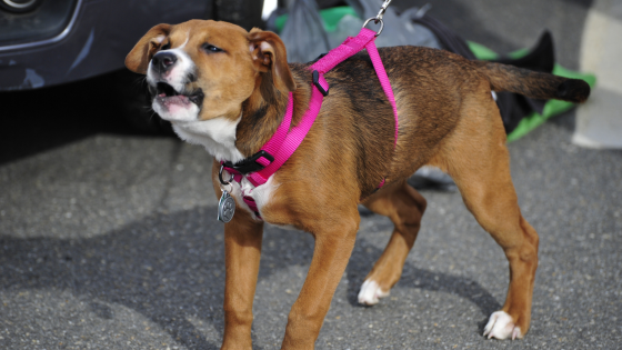 Why Online Courses Are Ideal for Reactive Dogs