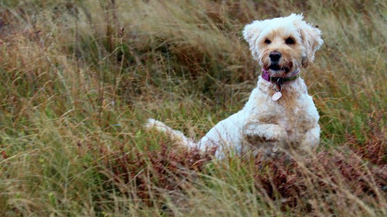 Why I'm Launching The Doodle Dog Academy (And Why Your Doodle Might Need It)