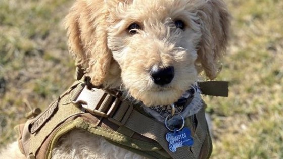 Why Does My Dog Growl When I Put Their Harness On?