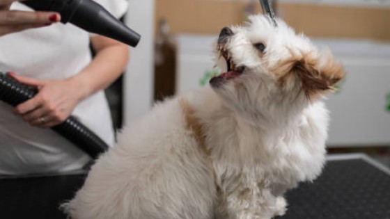Why Does my Cockapoo Hate Being Groomed or Handled?
