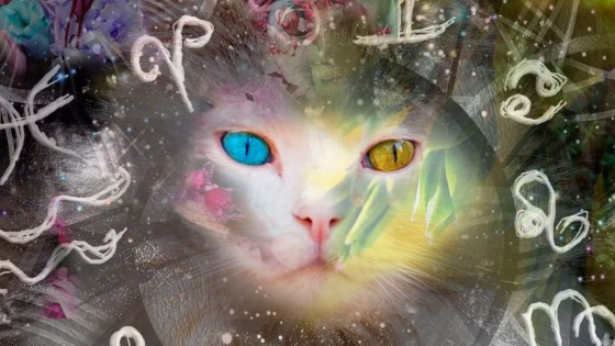LA MAGIA DEL GATO